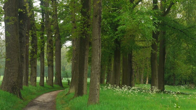 Parktuin Kasteel Hackfort