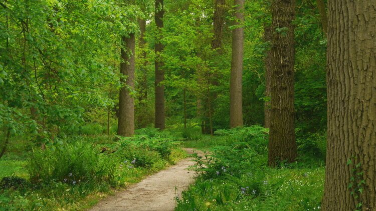 Wandelen Landgoed Hackfort